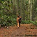 Nala fetches a stick at Rhododendron Park in Coupeville on Wednesday. (Photo by Sam Fletcher)
