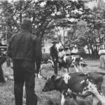 At Smith Park, Oak Harbor, Henry Weidenbach Guernsey Cattle Late 1930s Functioning as the town square, even livestock shows took place in the park beneath the Garry oaks. (Oak Harbor Garry Oak Society, Gift of Avis Rector)