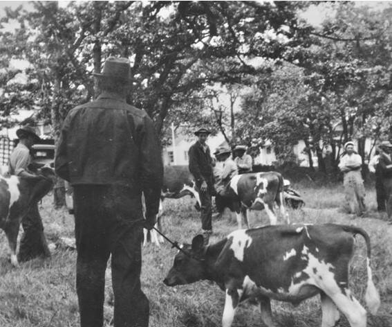 At Smith Park, Oak Harbor, Henry Weidenbach Guernsey Cattle Late 1930s Functioning as the town square, even livestock shows took place in the park beneath the Garry oaks. (Oak Harbor Garry Oak Society, Gift of Avis Rector)