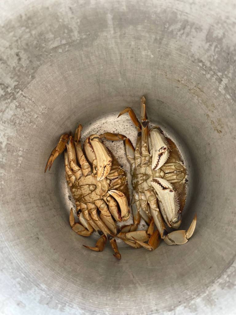 Crabbers can only keep adult male Dungeness crab that meet sizing requirements; males are characterized by a narrow triangle indentation on their underbellies.
