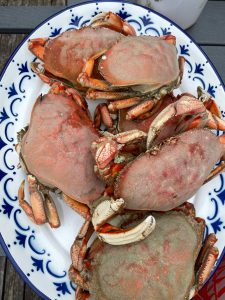 Photo by Emily Gilbert
Dungeness crab are the most popular among Whidbey crabbers and turn bright orange or red when cooked.