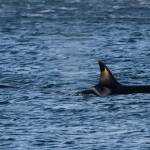 Cindi Rausch, a Whidbey resident who has been chasing orcas for three years, took this photo of L72 and L105 in Penn Cove on Nov. 4. (Photo by Cindi Rausch)