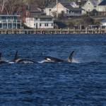 The Southern Residents swim in front of the dock where their relatives were loaded onto flat bed trucks in the 1970s. (Photo by Sarah Geist)