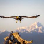 Bald eagles have increased in numbers on Whidbey Island. (Photo by Jann Ledbetter)