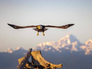 Bald eagles have increased in numbers on Whidbey Island. (Photo provided)