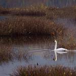 Photo by David Welton
A lone male trumpeter swan has been hanging out at the Cultus Bay wetland on South Whidbey.