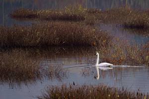 Photo by David Welton
A lone male trumpeter swan has been hanging out at the Cultus Bay wetland on South Whidbey.