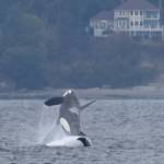 (Photo by Howard Garrett/Orca Network)
J27, who donned a salmon hat in October, is seen breaching near Admiralty Inlet in 2018.