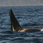 Photo by Howard Garrett/Orca Network