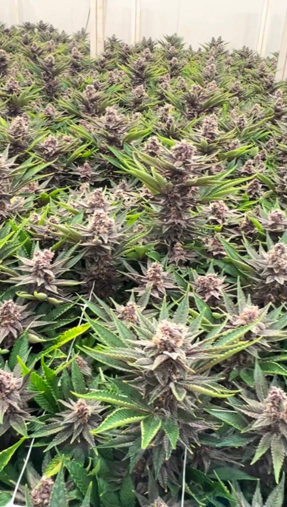 Falcanna grows cannabis indoors. (Photo provided)