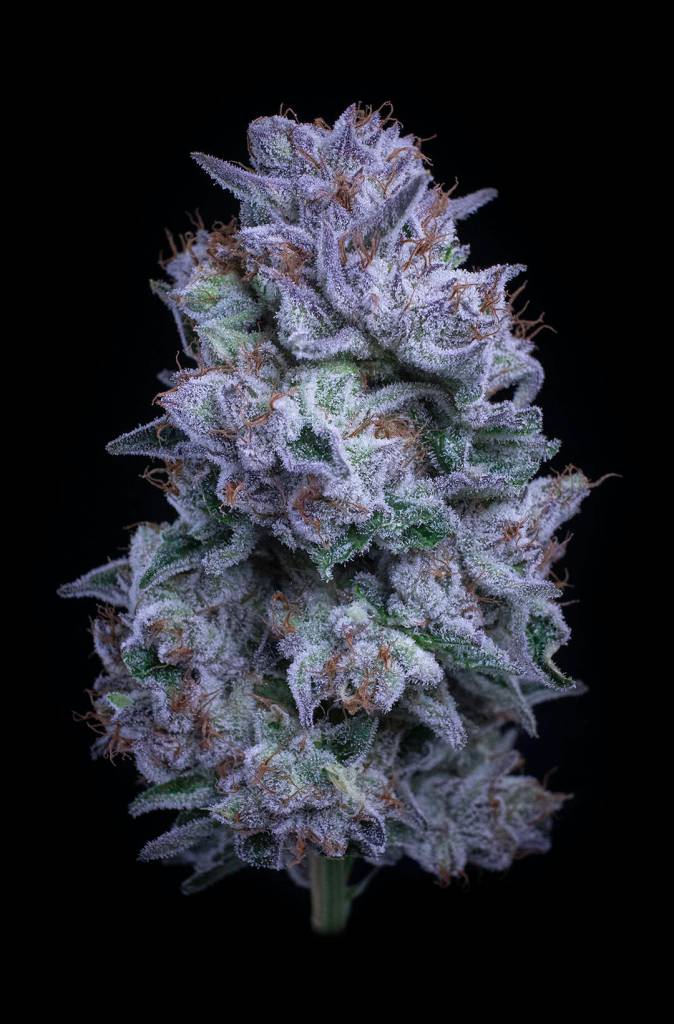 Pacific blue is an indica dominant strain by Falcanna. (Photo provided)