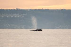 Photo by Serena Tierra
Little Patch, a North Puget Sound gray whale, arrived earlier than the rest.