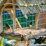 (Photo by David Welton)
Birds flock to the feeder in John Schmidts backyard.