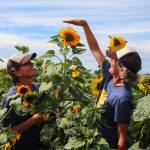 (Photo by Luisa Loi)
Corrie Chamberlin compared her and Alix Roos height to a particularly tall sunflower at Scenic Isle Farm in Coupeville.