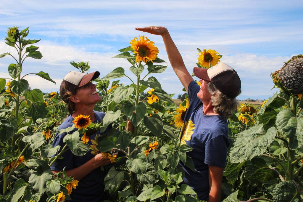 (Photo by Luisa Loi)
Corrie Chamberlin compared her and Alix Roos height to a particularly tall sunflower at Scenic Isle Farm in Coupeville.