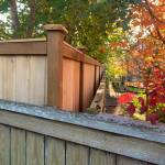 The mayor’s fence, which violates city code, runs alongside another fence compliant with city code. (Photo provided)