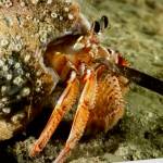 (Photo by Tabitha Jacobs-Mangiafico)
A black-eyed crab.