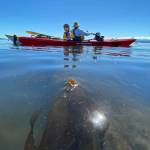(Photo by Tabitha Jacobs-Mangiafico)
Volunteers monitor bull kelp on board a kayak.
