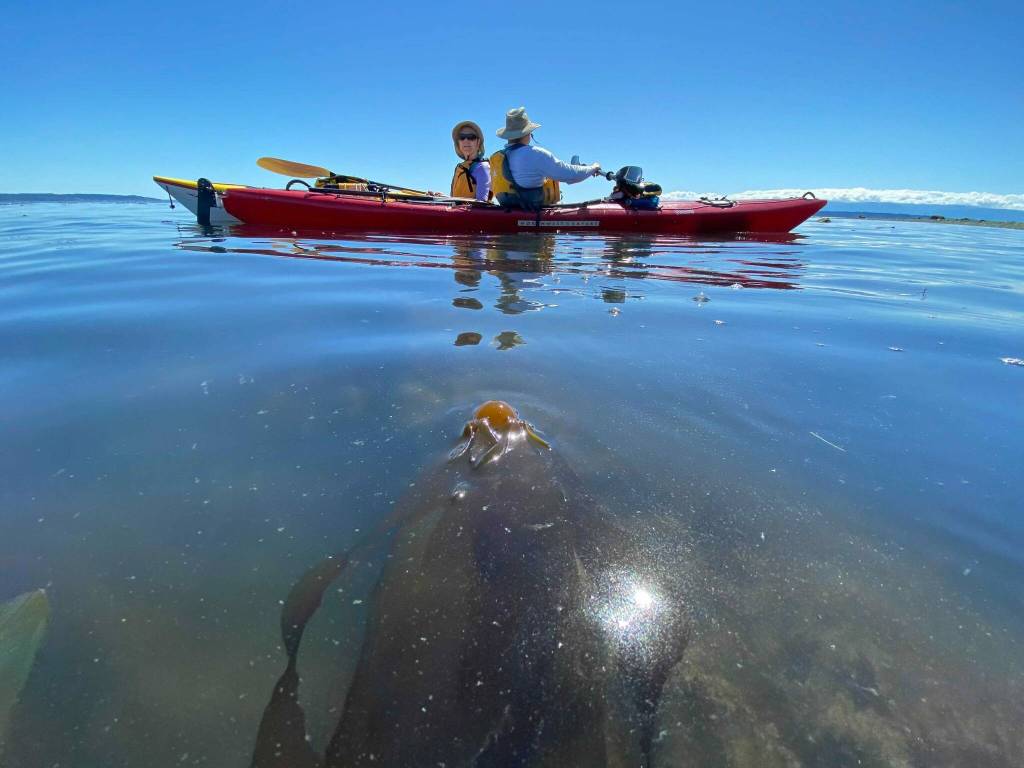(Photo by Tabitha Jacobs-Mangiafico)
Volunteers monitor bull kelp on board a kayak.
