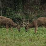 Two bucks spar near Highway 20 and Midway Boulevrd in Oak Harbor on Wednesday. (Photo by Sam Fletcher)