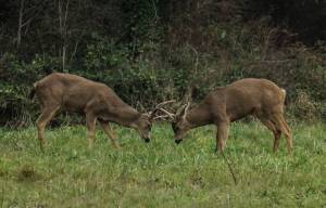 Two bucks spar near Highway 20 and Midway Boulevrd in Oak Harbor on Wednesday. (Photo by Sam Fletcher)