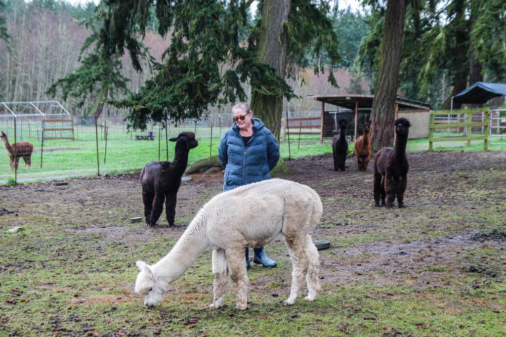(Photo by Luisa Loi)
LeeAnna Jorgenson, co-owner of Pronkin Pastures, stands among her beloved alpacas and their calming presence.