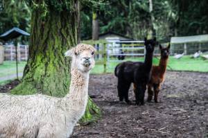 Photo by Luisa Loi
Baloo smiles for the camera as JR and Spirit observe from a distance.