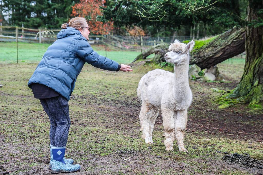 (Photo by Luisa Loi)
LeeAnna Jorgenson waits for Forrest, her favorite alpaca, to approach her.