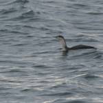 Photo by Martha Ellis 
A loon appears near Deception Pass for the smelt.