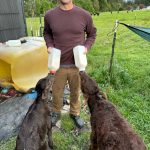 Bart Crowder, president of the Farm Bureau, feeds calves on the 1902 Ranch in Coupeville.