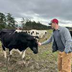 Bart Crowder, president of the Farm Bureau, pets a cow on the 1902 Ranch in Coupeville. (Photo provided)