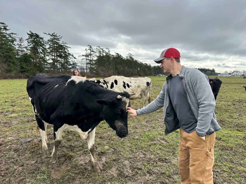 Bart Crowder, president of the Farm Bureau, pets a cow on the 1902 Ranch in Coupeville. (Photo provided)