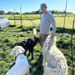 Bart Crowder, president of the Farm Bureau, tends to animals on the 1902 Ranch in Coupeville. (Photo provided)