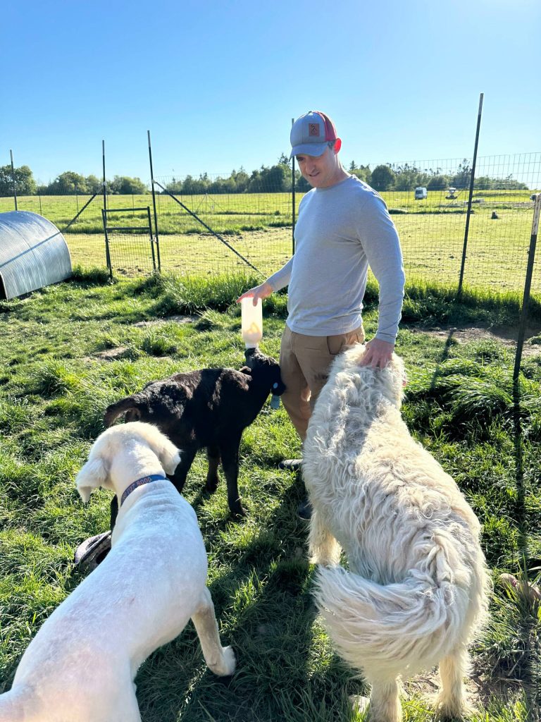 Bart Crowder, president of the Farm Bureau, tends to animals on the 1902 Ranch in Coupeville. (Photo provided)