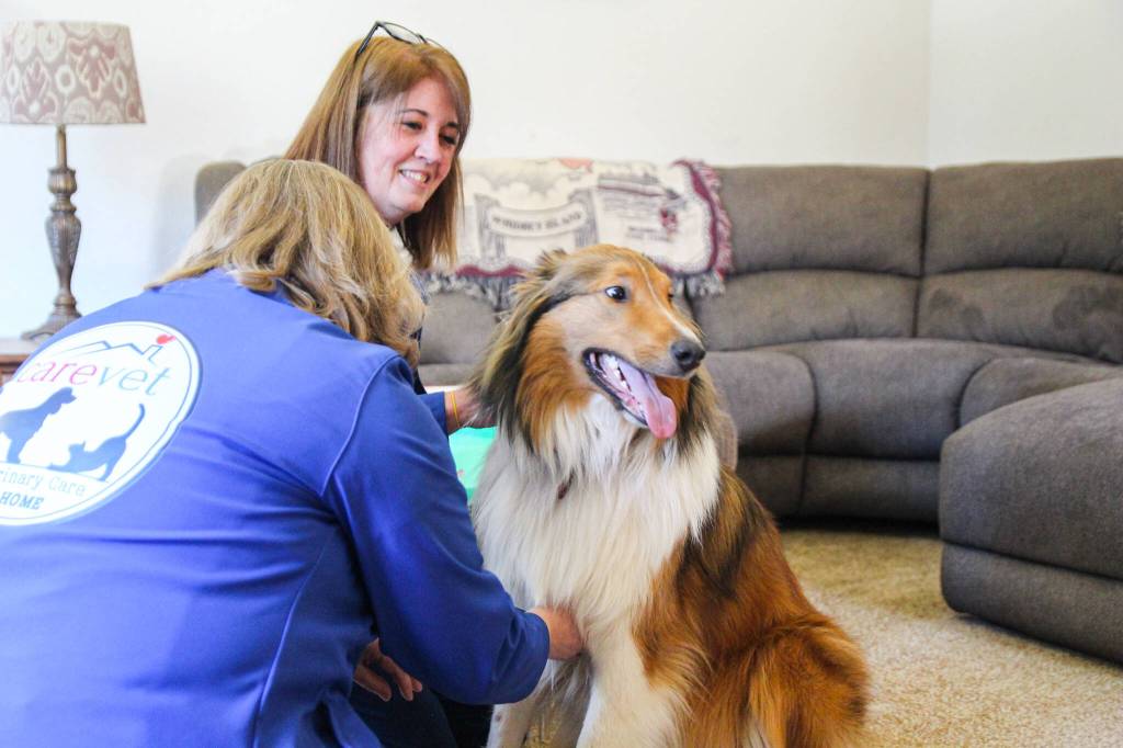 (Photo by Luisa Loi)
Rufus, a 2-year-old English shepherd and collie mix, lets Dr. Jayne McKelvy listen to his heart beat with a stethoscope.