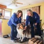 (Photo by Luisa Loi)
Rufus gets weighed as part of his annual exam. His doctor concluded he needs to lose two pounds, though he did earn a treat for being a good patient.