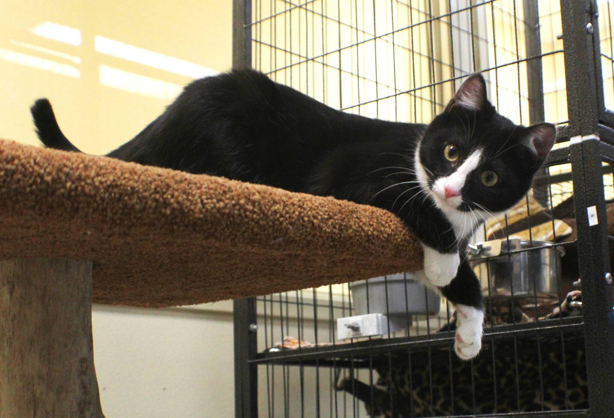 (Photo by Karina Andrew/WAIF)
Your ex could be lucky enough to end up on Meryls litterbox.