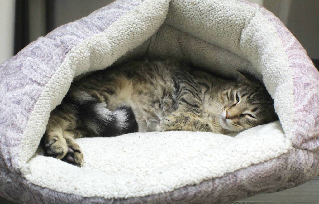 (Photo by Karina Andrew/WAIF)
Sicily takes a nap.