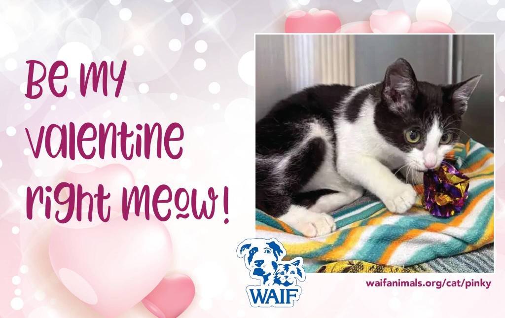 (Photo by WAIF)
Pinky, a male kitten, is one of the cats and dogs featured in WAIFs Valentine cards.