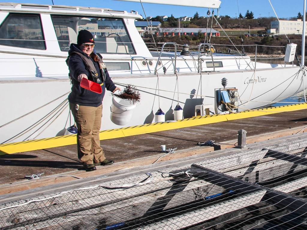 (Photo by Luisa Loi)
Alyce Henry tosses food to 15,000 hungry juvenile cohos. People are invited to come to the marina to feed the fish from 9 to 10 a.m. on Tuesdays, Thursdays and Saturdays.