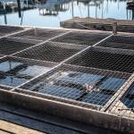 (Photo by Luisa Loi)
The water splashes as a juvenile salmon catches a pellet of feed.