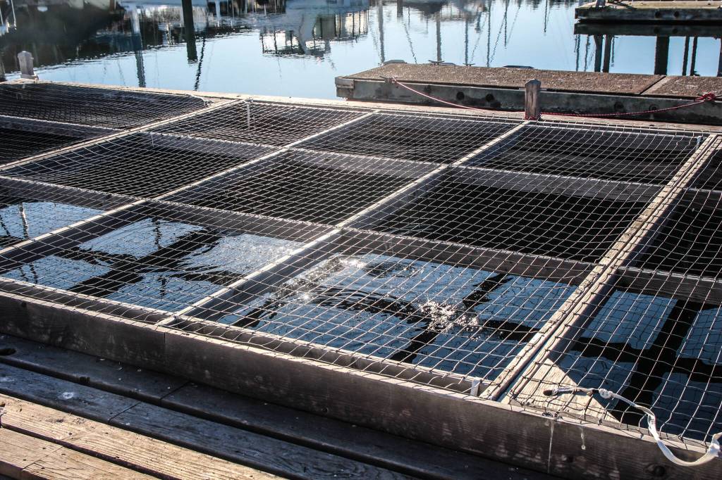 (Photo by Luisa Loi)
The water splashes as a juvenile salmon catches a pellet of feed.