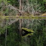 (Photo by Linda LaMar)
A lake on private property of forested wetlands in Freeland. The health of streams and water availability on the island were among the top concerns indicated by people who took a survey by the Whidbey Environmental Action Network.