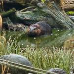 (Photo by Helen Erickson)
A beaver takes a swim through a backyard pond in Oak Harbor Feb. 24.