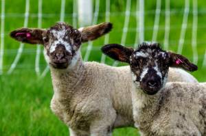 Photo by David Welton