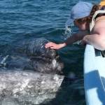 Susan Berta shares this photo of her touching a baby whale in Baja.