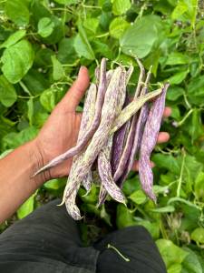 SkyRoot Farm grows dragon tongue heirloom beans and many other vegetables. (Photo by Grace Adams)