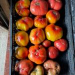 Heirloom tomatoes grown at SkyRoot Farm. (Photo by Grace Adams)