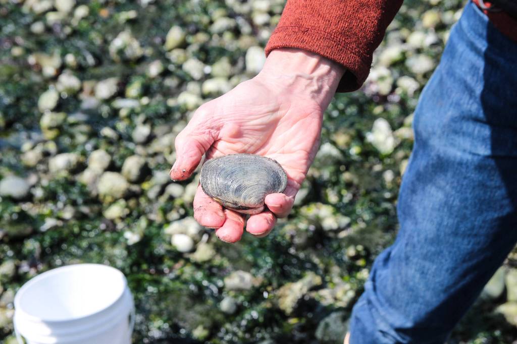 (Photo by Luisa Loi)
Leigh Bloom holds a butter clam. While delicious, these critters retain biotoxins for longer than other clams.