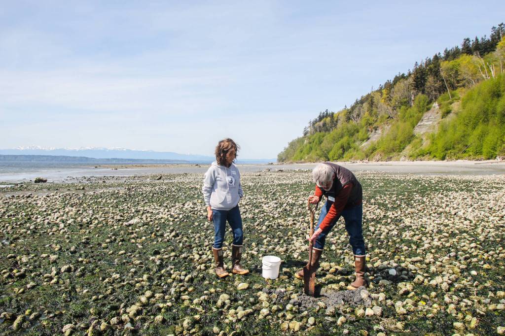 Photo by Luisa Loi
Leigh Bloom digs out some clams at a private beach in the Scatchet Head neighborhood.